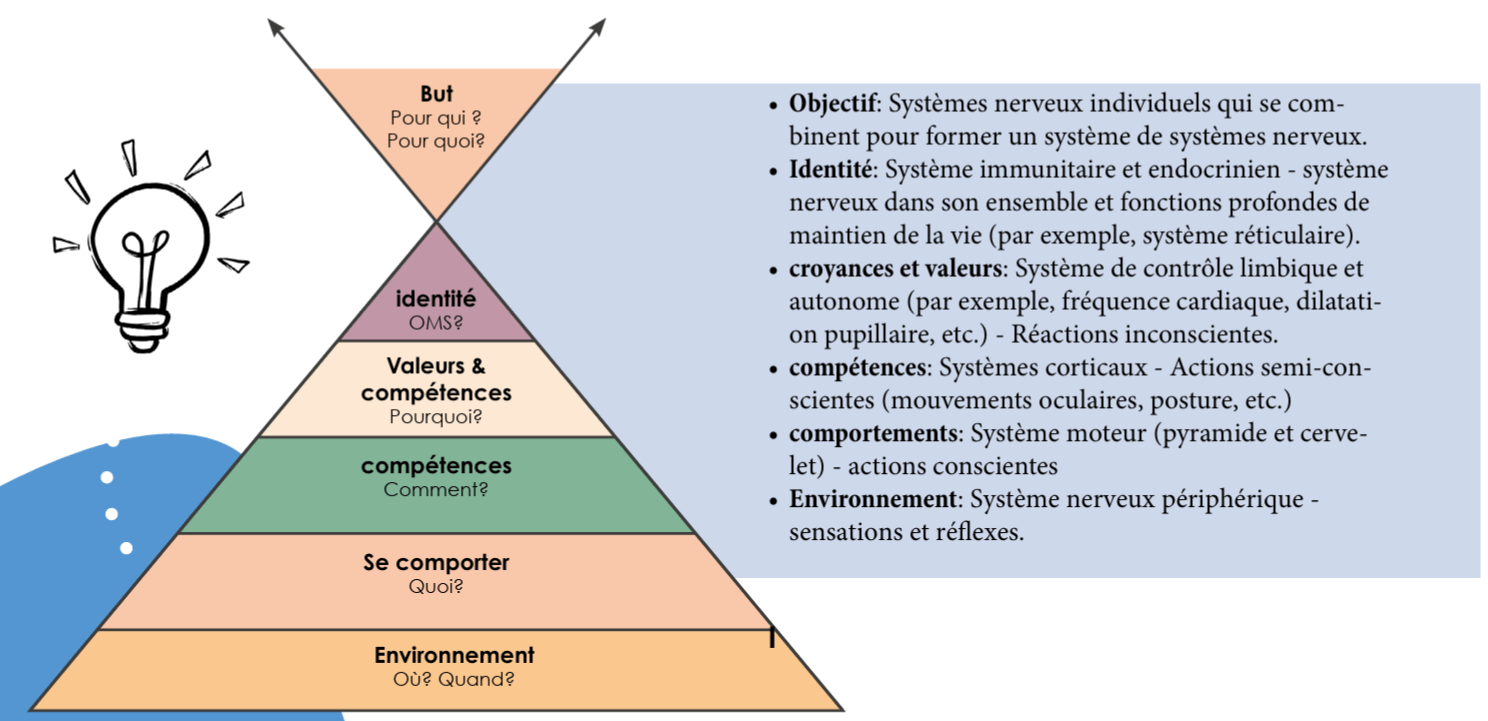 Observation des niveaux neurologiques